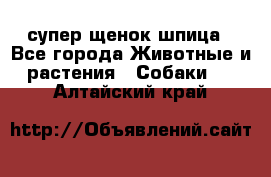 супер щенок шпица - Все города Животные и растения » Собаки   . Алтайский край